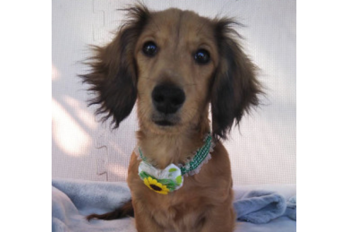 成約済の岩手県のカニンヘンダックスフンド(ロングヘアード)-81644の7枚目