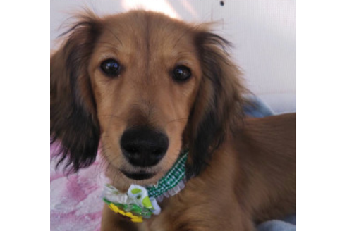 成約済の岩手県のカニンヘンダックスフンド(ロングヘアード)-81644の6枚目