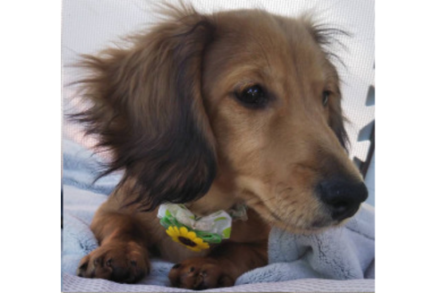 成約済の岩手県のカニンヘンダックスフンド(ロングヘアード)-81644の5枚目