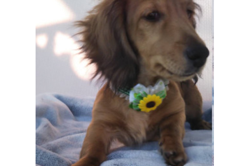 成約済の岩手県のカニンヘンダックスフンド(ロングヘアード)-81644の4枚目