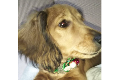 成約済の岩手県のカニンヘンダックスフンド(ロングヘアード)-81644の1枚目