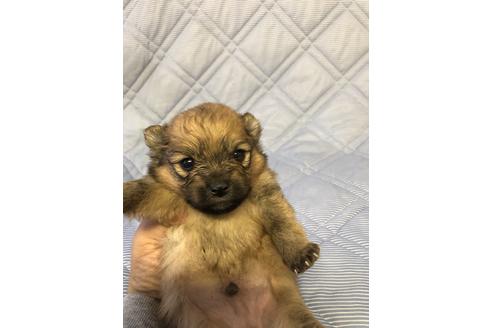 成約済の三重県のポメラニアン-86606の1枚目