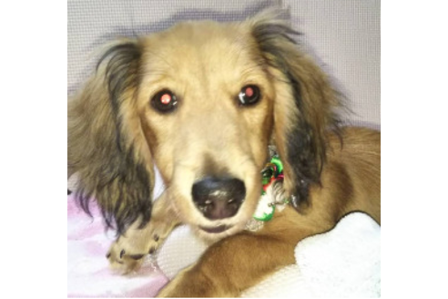 成約済の岩手県のカニンヘンダックスフンド(ロングヘアード)-81644の3枚目