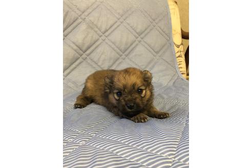 成約済の三重県のポメラニアン-86606の2枚目