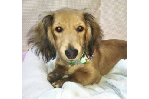 成約済の岩手県のカニンヘンダックスフンド(ロングヘアード)-81644の2枚目