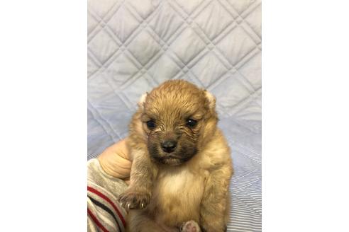 成約済の三重県のポメラニアン-86607の1枚目