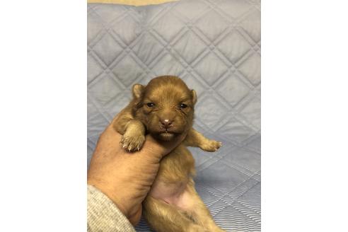 成約済の三重県のポメラニアン-86613の4枚目