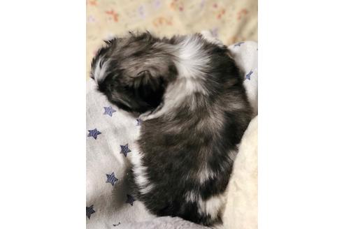 成約済の埼玉県のペキニーズ-86023の5枚目