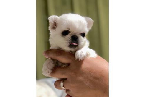 成約済の埼玉県のペキニーズ-86028の1枚目