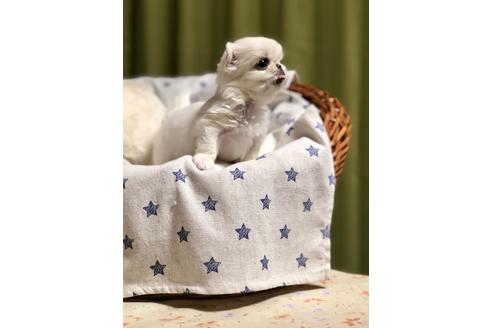 成約済の埼玉県のペキニーズ-86028の4枚目