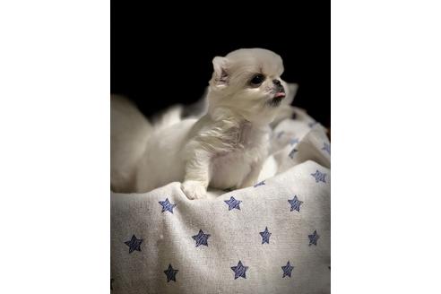 成約済の埼玉県のペキニーズ-86028の3枚目