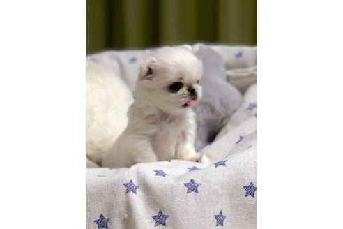 成約済の埼玉県のペキニーズ-86028の2枚目