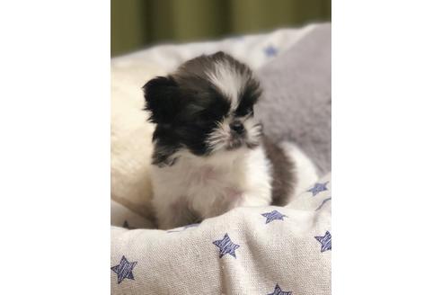 成約済の埼玉県のペキニーズ-86025の1枚目