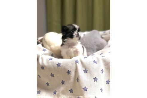 成約済の埼玉県のペキニーズ-86025の5枚目