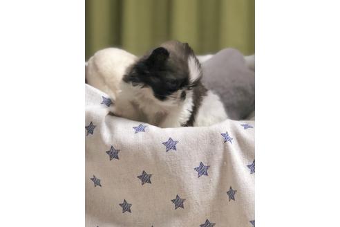 成約済の埼玉県のペキニーズ-86025の4枚目