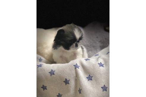 成約済の埼玉県のペキニーズ-86025の3枚目