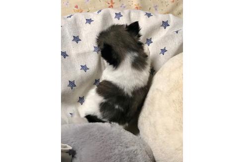 成約済の埼玉県のペキニーズ-86025の2枚目