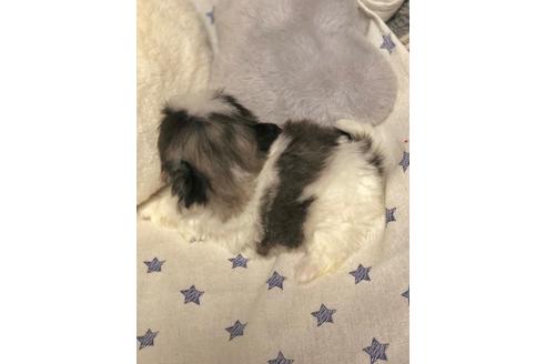 成約済の埼玉県のペキニーズ-86026の5枚目