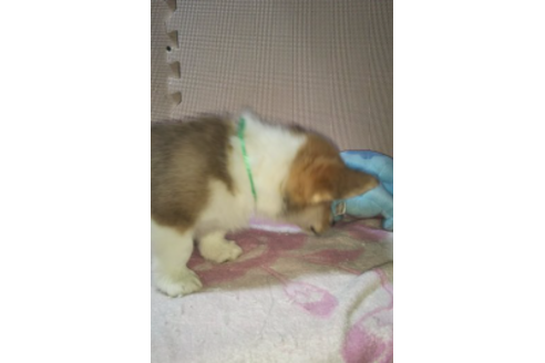 成約済の岩手県のウェルシュコーギーペンブローク-85127の5枚目