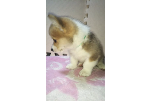 成約済の岩手県のウェルシュコーギーペンブローク-85127の4枚目