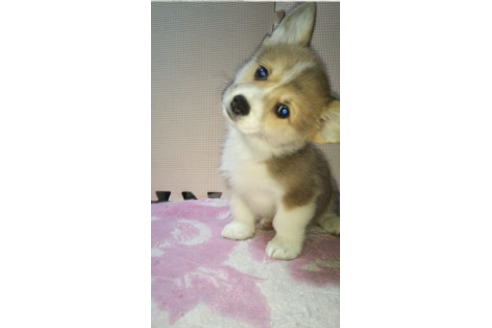 成約済の岩手県のウェルシュコーギーペンブローク-85127の3枚目