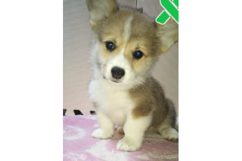 成約済の岩手県のウェルシュコーギーペンブローク-85127の2枚目