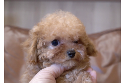 滋賀県のティーカッププードル 男の子 19 10 04生まれ アプリコット 子犬id ブリーダーナビ