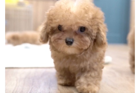 滋賀県のティーカッププードル 男の子 19 10 04生まれ アプリコット 子犬id ブリーダーナビ