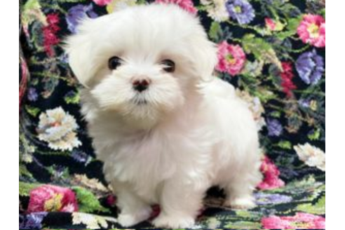 石川県のマルチーズ 女の子 19 11 08生まれ ホワイト 子犬id ブリーダーナビ