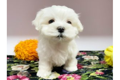 石川県のマルチーズ 男の子 19 11 08生まれ とっても大人しいふわもこな男の子 子犬id ブリーダーナビ