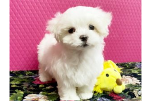 石川県のマルチーズ 男の子 19 11 08生まれ とってもラブリーな男の子 子犬id ブリーダーナビ
