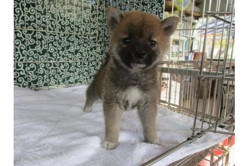 成約済の岡山県の柴犬-86726の5枚目