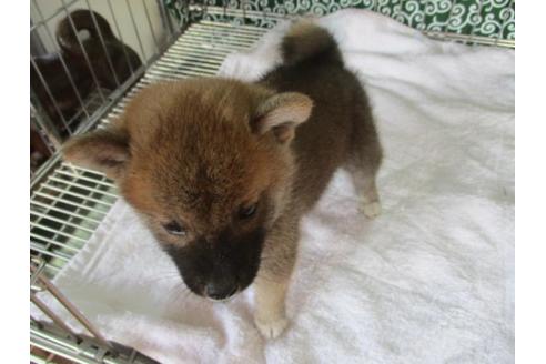 成約済の岡山県の柴犬-86726の4枚目