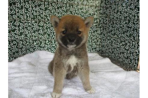 成約済の岡山県の柴犬-86726の3枚目