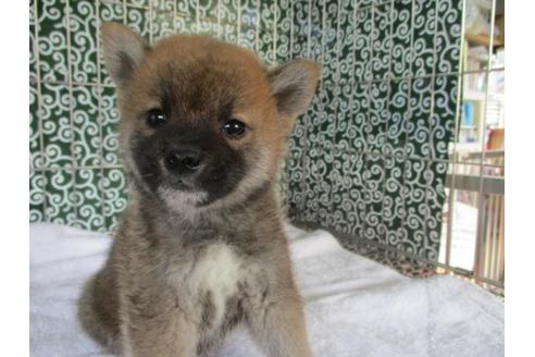 成約済の岡山県の柴犬-86726の2枚目