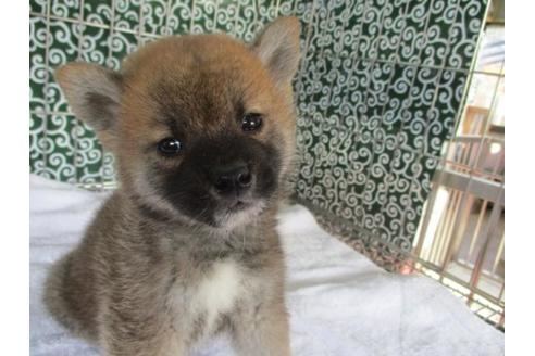 成約済の岡山県の柴犬-86726の1枚目