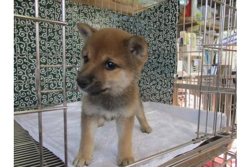 成約済の岡山県の豆柴-86731の5枚目