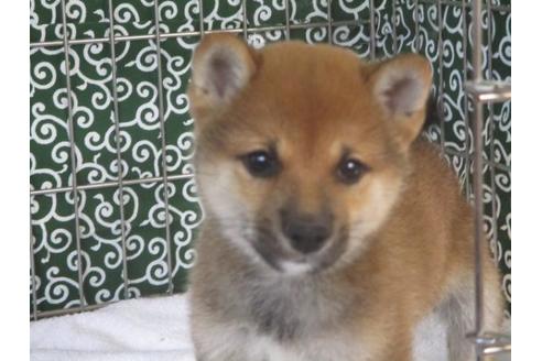 成約済の岡山県の豆柴-86731の3枚目