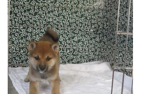 成約済の岡山県の豆柴-86731の1枚目