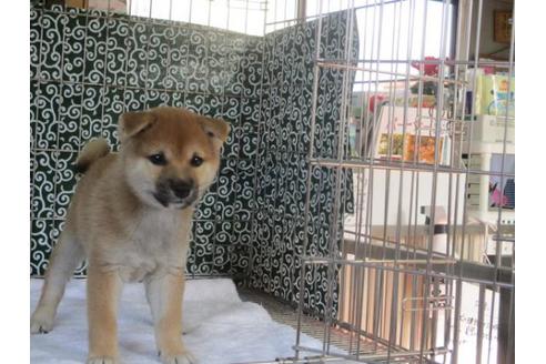 成約済の岡山県の豆柴-86732の4枚目