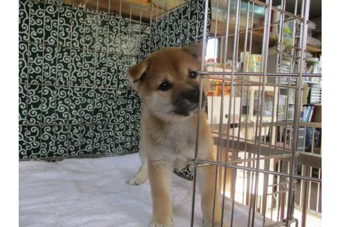 成約済の岡山県の豆柴-86732の2枚目