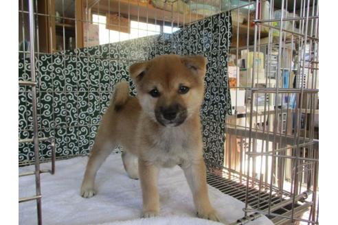 成約済の岡山県の豆柴-86732