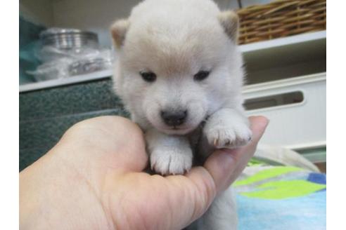 成約済の岡山県の豆柴-86733の3枚目