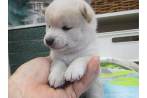 成約済の岡山県の豆柴-86733の2枚目