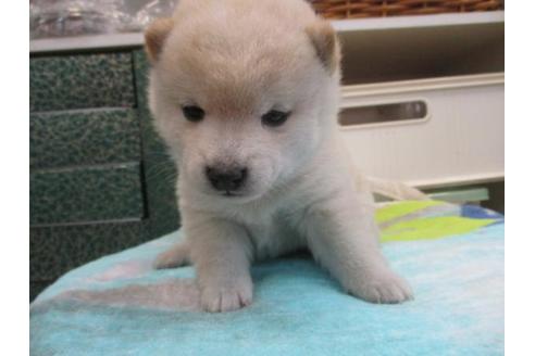 成約済の岡山県の豆柴-86733