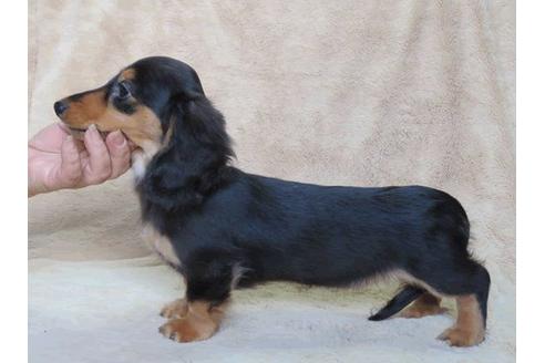 成約済の山口県のミニチュアダックスフンド(ロングヘアード)-83439の5枚目