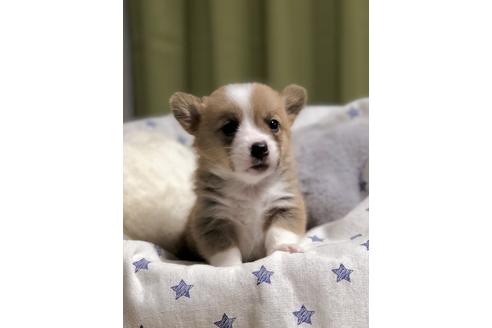 成約済の埼玉県のウェルシュコーギーペンブローク-86673の1枚目