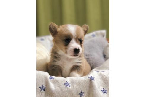 成約済の埼玉県のウェルシュコーギーペンブローク-86673の5枚目