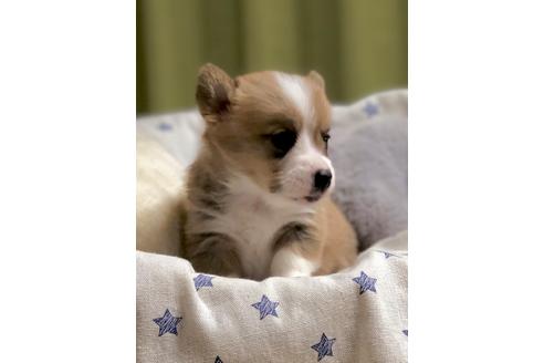 成約済の埼玉県のウェルシュコーギーペンブローク-86673の4枚目