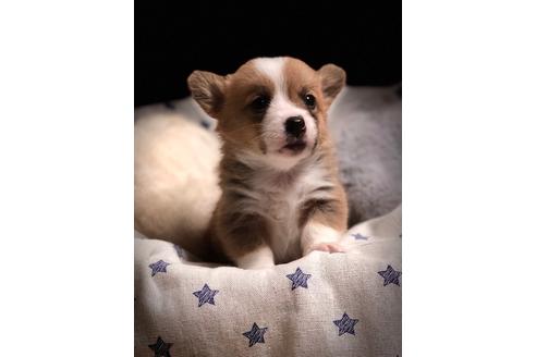 成約済の埼玉県のウェルシュコーギーペンブローク-86673の3枚目